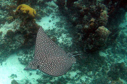 Eagle ray